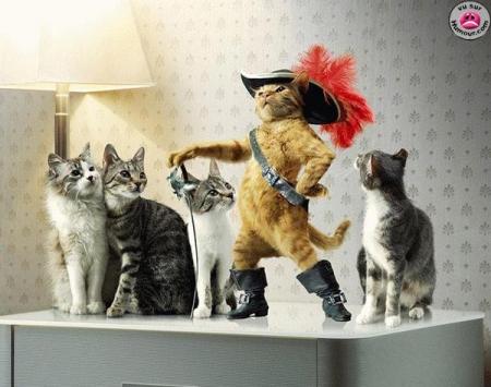 la chat poté !!!!