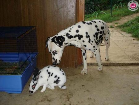 la famille dalmatien