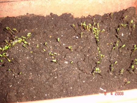 mes plantations