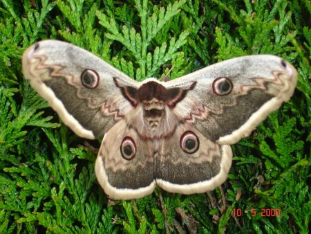 papillon de nuit