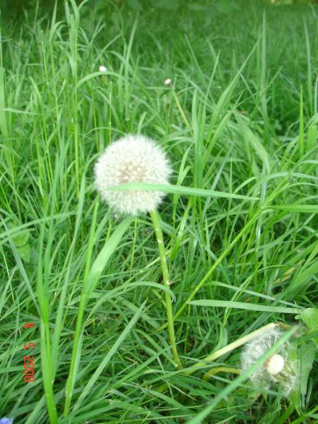le chardon