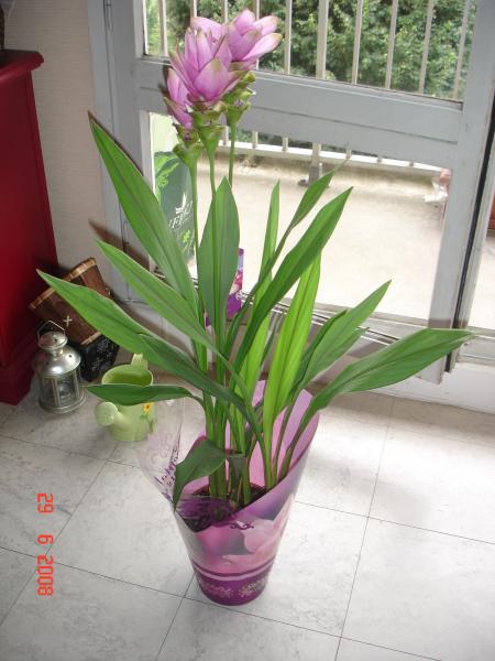 3ème cadeau le curcuma