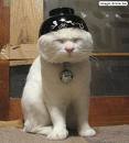 le chat zen