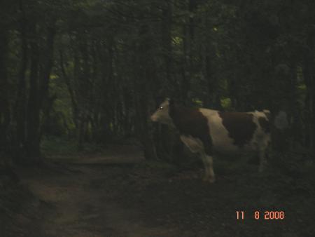 vacher perdue dans la forêt