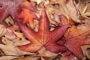 automne