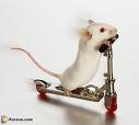 pour les rats de Belphy