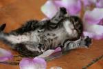 trop mignon
