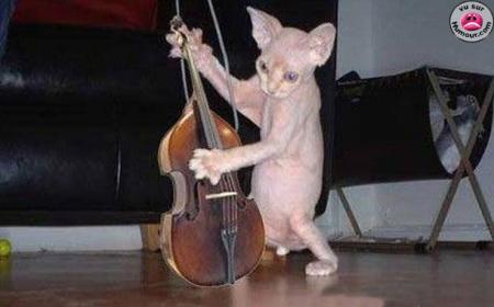 le chat jazz man